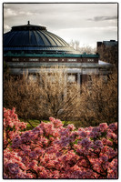 Spring on the Quad